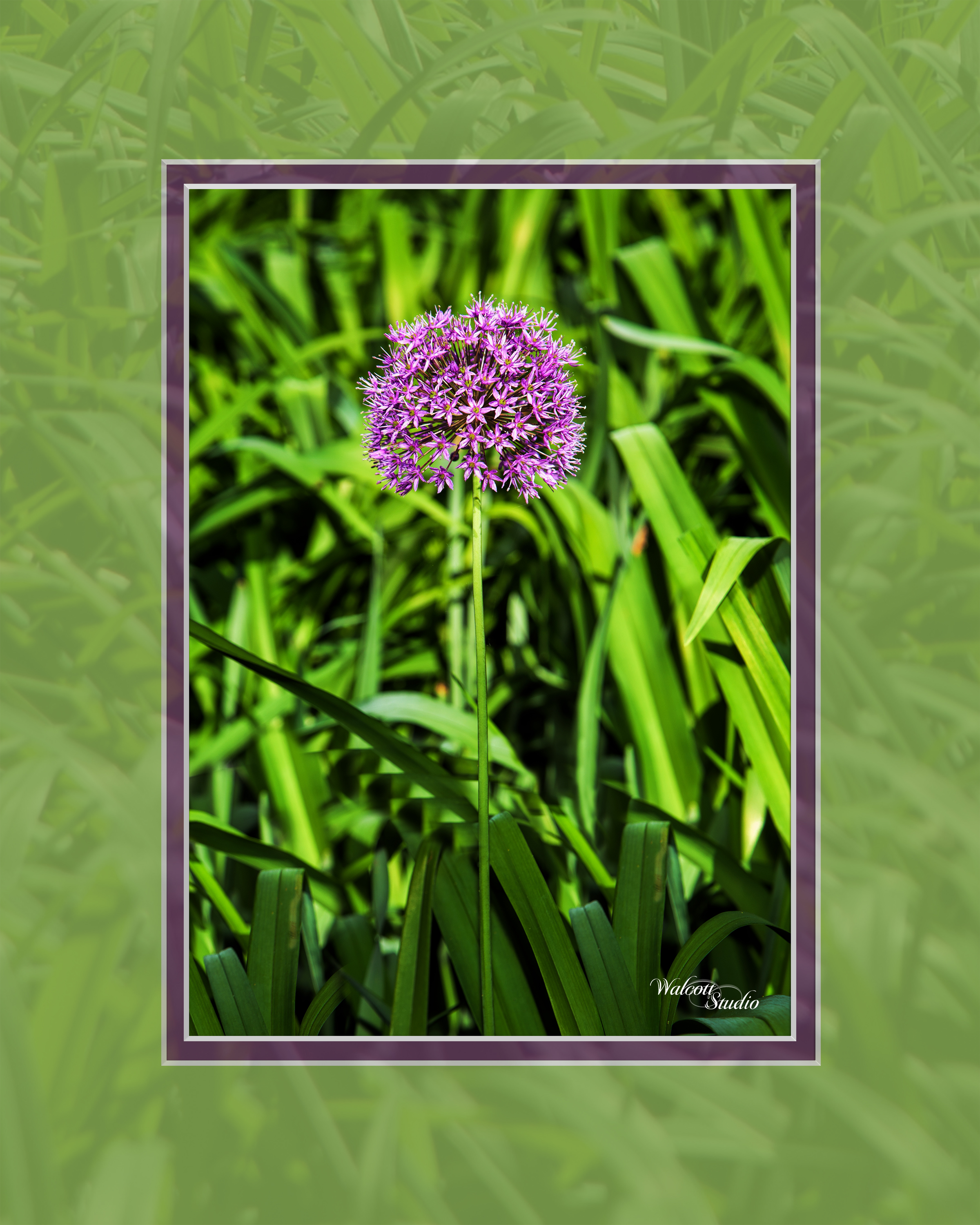 Walcott Studio specializes in custom matting and framing. Call 414-418-2893 for appointment.